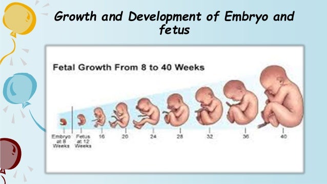 basic human needs growth and development size of 20 week fetus
