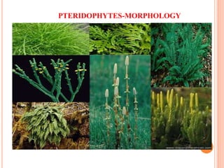 PTERIDOPHYTES-MORPHOLOGY
 