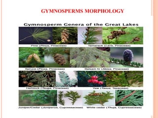 GYMNOSPERMS MORPHOLOGY
 