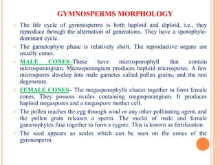GYMNOSPERMS MORPHOLOGY
 The life cycle of gymnosperms is both haploid and diploid, i.e., they
reproduce through the alternation of generations. They have a sporophyte-
dominant cycle.
 The gametophyte phase is relatively short. The reproductive organs are
usually cones.
 MALE CONES–These have microsporophyll that contain
microsporangium. Microsporangium produces haploid microspores. A few
microspores develop into male gametes called pollen grains, and the rest
degenerate.
 FEMALE CONES– The megasporophylls cluster together to form female
cones. They possess ovules containing megasporangium. It produces
haploid megaspores and a megaspore mother cell.
 The pollen reaches the egg through wind or any other pollinating agent, and
the pollen grain releases a sperm. The nuclei of male and female
gametophytes fuse together to form a zygote. This is known as fertilization.
 The seed appears as scales which can be seen on the cones of the
gymnosperm
 