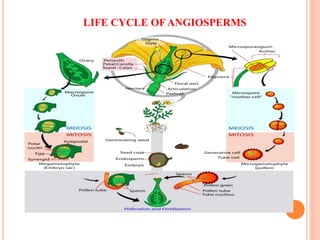 LIFE CYCLE OF ANGIOSPERMS
 