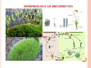MORPHOLOGY OF BRYOPHYTES
 