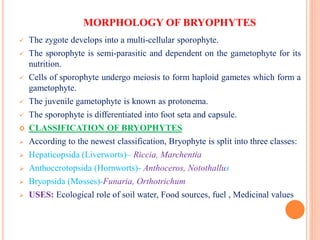 MORPHOLOGY OF BRYOPHYTES
 The zygote develops into a multi-cellular sporophyte.
 The sporophyte is semi-parasitic and dependent on the gametophyte for its
nutrition.
 Cells of sporophyte undergo meiosis to form haploid gametes which form a
gametophyte.
 The juvenile gametophyte is known as protonema.
 The sporophyte is differentiated into foot seta and capsule.
 CLASSIFICATION OF BRYOPHYTES
 According to the newest classification, Bryophyte is split into three classes:
 Hepaticopsida (Liverworts)– Riccia, Marchentia
 Anthocerotopsida (Hornworts)- Anthoceros, Notothallus
 Bryopsida (Mosses)-Funaria, Orthotrichum
 USES: Ecological role of soil water, Food sources, fuel , Medicinal values
 