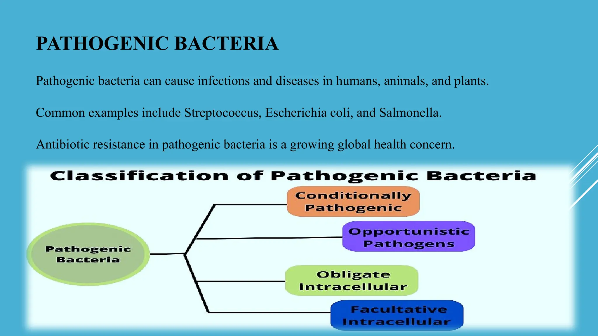 Basic Idea About Types Of Bacteria Virus Fungi | PPTX