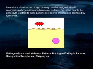 Innate immunity does not recognize every possible antigen instead it
recognizes pathogen-associated molecular patterns. Receptors enable the
phagocyte to attach to these patterns so it can be engulfed and destroyed by
lysosomes.




Pathogen-Associated Molecular Patterns Binding to Endocytic Pattern-
Recognition Receptors on Phagocytes
 