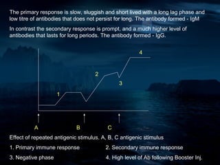 The primary response is slow, sluggish and short lived with a long lag phase and
low titre of antibodies that does not persist for long. The antibody formed - IgM
In contrast the secondary response is prompt, and a much higher level of
antibodies that lasts for long periods. The antibody formed - IgG.


                                                      4


                                    2
                                              3

                    1




          A                 B            C
Effect of repeated antigenic stimulus. A, B, C antigenic stimulus
1. Primary immune response              2. Secondary immune response
3. Negative phase                       4. High level of Ab following Booster Inj.
 