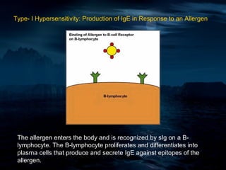 Type- I Hypersensitivity: Production of IgE in Response to an Allergen




 The allergen enters the body and is recognized by sIg on a B-
 lymphocyte. The B-lymphocyte proliferates and differentiates into
 plasma cells that produce and secrete IgE against epitopes of the
 allergen.
 