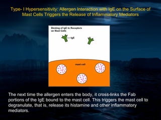 Type- I Hypersensitivity: Allergen Interaction with IgE on the Surface of
      Mast Cells Triggers the Release of Inflammatory Mediators




The next time the allergen enters the body, it cross-links the Fab
portions of the IgE bound to the mast cell. This triggers the mast cell to
degranulate, that is, release its histamine and other inflammatory
mediators.
 