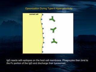 Opsonization During Type-II Hypersensitivity




IgG reacts with epitopes on the host cell membrane. Phagocytes then bind to
the Fc portion of the IgG and discharge their lysosomes.
 