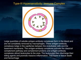 Type-III Hypersensitivity: Immune Complex




Large quantities of soluble antigen-antibody complexes form in the blood and
are not completely removed by macrophages. These antigen-antibody
complexes lodge in the capillaries between the endothelial cells and the
basement membrane. The antigen-antibody complexes activate the classical
complement pathway and complement proteins and antigen-antibody
complexes attract leukocytes to the area. The leukocytes then discharge their
killing agents and promote massive inflammation. This leads to tissue death
and hemorrhage
 