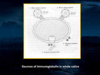 Sources of Immunoglobulin in whole saliva
 