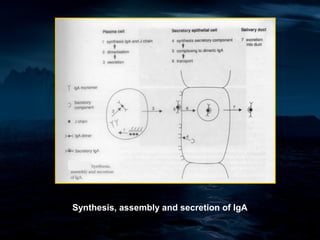 Synthesis, assembly and secretion of IgA
 