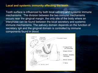 Local and systemic immunity affecting the tooth

Tooth surface is influenced by both local salivary and systemic immune
mechanisms. The division between the two immune mechanisms
occurs near the gingival margin, the only site of the body where an
interphase can be found between the local secretory and systemic
immune mechanisms. The salivary domain depends on the function of
secretary IgA and the gingival domain is controlled by immune
components found in blood.
 