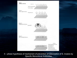 4 – phase hypothesis of mechanism of prevention of colonization of S. mutans by
                        Specific Monoclonal Antibodies
 