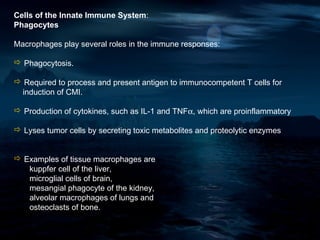 Cells of the Innate Immune System:
Phagocytes

Macrophages play several roles in the immune responses:

 Phagocytosis.

 Required to process and present antigen to immunocompetent T cells for
 induction of CMI.

 Production of cytokines, such as IL-1 and TNFα, which are proinflammatory

 Lyses tumor cells by secreting toxic metabolites and proteolytic enzymes


 Examples of tissue macrophages are
   kuppfer cell of the liver,
   microglial cells of brain,
   mesangial phagocyte of the kidney,
   alveolar macrophages of lungs and
   osteoclasts of bone.
 