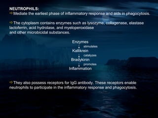NEUTROPHILS:
Mediate the earliest phase of inflammatory response and aids in phagocytosis.

The cytoplasm contains enzymes such as lysozyme, collagenase, elastase
lactoferrin, acid hydrolase, and myeloperoxidase
and other microbicidal substances.

                                   Enzymes
                                           stimulates
                                    Kallikrein
                                           catalyzes
                                   Bradykinin
                                           promotes
                                  Inflammation


They also possess receptors for IgG antibody. These receptors enable
neutrophils to participate in the inflammatory response and phagocytosis.
 