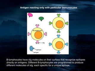 Antigen reacting only with particular Immunocytes




B-lymphocytes have sIg molecules on their surface that recognize epitopes
directly on antigens. Different B-lymphocytes are programmed to produce
different molecules of sIg, each specific for a unique epitope.
 