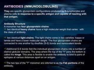ANTIBODIES (IMMUNOGLOBULINS)
They are specific glycoprotein configurations produced by B-lymphocytes and
plasma cells in response to a specific antigen and capable of reacting with
that antigen.


Antibody Structure
A monomer has four glycoprotein chains:
 two identical heavy chains have a high molecular weight that varies with
the class of antibody.

 two identical light chains. The light chains come in two varieties: kappa or
lamda and have a lower molecular weight. The four glycoprotein chains are
connected to one another by disulfide (S-S) bonds and noncovalent bonds

Additional S-S bonds fold the individual glycoprotein chains into a number of
distinct globular domains. The area where the top of the "Y" joins the bottom is
called the hinge. This area is flexible to enable the antibody to bind to pairs of
epitopes at various distances apart on an antigen.

The two tips of the "Y" monomer are referred to as the Fab portions of the
antibody.
 