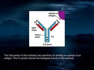 The Fab portion of the antibody has specificity for binding an epitope of an
antigen. The Fc portion directs the biological activity of the antibody.
 