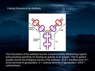 Folding Domains of an Antibody




The Fab portion of the antibody has the complementarity-determining regions
(red) providing specificity for binding an epitope of an antigen. The Fc portion
(purple) directs the biological activity of the antibody. (S-S = disulfide bond; N =
amino terminal of glycoprotein; C = carboxy terminal of glycoprotein; CHO =
carbohydrate.)
 