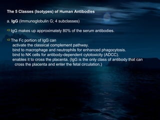 The 5 Classes (Isotypes) of Human Antibodies

a. IgG (Immunoglobulin G; 4 subclasses)

IgG makes up approximately 80% of the serum antibodies.

The Fc portion of IgG can
  activate the classical complement pathway.
  bind to macrophage and neutrophils for enhanced phagocytosis.
  bind to NK cells for antibody-dependent cytotoxicity (ADCC).
  enables it to cross the placenta. (IgG is the only class of antibody that can
   cross the placenta and enter the fetal circulation.)
 