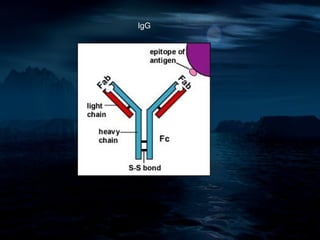 IgG
 