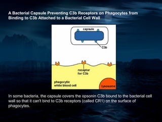 A Bacterial Capsule Preventing C3b Receptors on Phagocytes from
Binding to C3b Attached to a Bacterial Cell Wall




In some bacteria, the capsule covers the opsonin C3b bound to the bacterial cell
wall so that it can't bind to C3b receptors (called CR1) on the surface of
phagocytes.
 