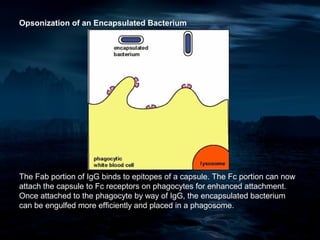Opsonization of an Encapsulated Bacterium




The Fab portion of IgG binds to epitopes of a capsule. The Fc portion can now
attach the capsule to Fc receptors on phagocytes for enhanced attachment.
Once attached to the phagocyte by way of IgG, the encapsulated bacterium
can be engulfed more efficiently and placed in a phagosome.
 