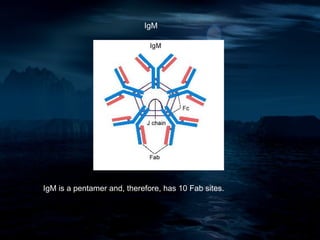 IgM




IgM is a pentamer and, therefore, has 10 Fab sites.
 
