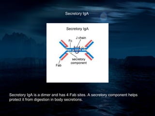 Secretory IgA




Secretory IgA is a dimer and has 4 Fab sites. A secretory component helps
protect it from digestion in body secretions.
 