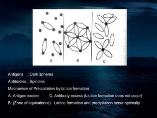 Antigens   : Dark spheres
Antibodies : Spindles
Mechanism of Precipitation by lattice formation
A: Antigen excess       C: Antibody excess (Lattice formation does not occur)
B: (Zone of equivalence) Lattice formation and precipitation occur optimally
 