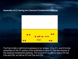 Assembly of C1 during the Classical Complement Pathway




The Fab of IgG or IgM bind to epitopes on an antigen. C1q, C1r, and C1s then
assembles on the Fc portion of the antibodies to form C1, the first enzyme of
the classical complement pathway. The enzyme C1 is able to cleave C4 into
C4a and C4b, as well as C2 into C2a and C2b.
 