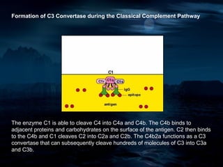 Formation of C3 Convertase during the Classical Complement Pathway




The enzyme C1 is able to cleave C4 into C4a and C4b. The C4b binds to
adjacent proteins and carbohydrates on the surface of the antigen. C2 then binds
to the C4b and C1 cleaves C2 into C2a and C2b. The C4b2a functions as a C3
convertase that can subsequently cleave hundreds of molecules of C3 into C3a
and C3b.
 