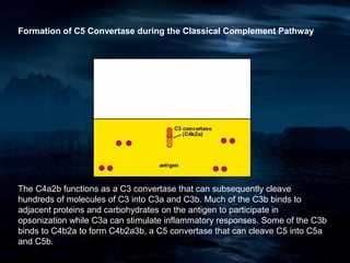 Formation of C5 Convertase during the Classical Complement Pathway




The C4a2b functions as a C3 convertase that can subsequently cleave
hundreds of molecules of C3 into C3a and C3b. Much of the C3b binds to
adjacent proteins and carbohydrates on the antigen to participate in
opsonization while C3a can stimulate inflammatory responses. Some of the C3b
binds to C4b2a to form C4b2a3b, a C5 convertase that can cleave C5 into C5a
and C5b.
 