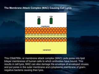 The Membrane Attack Complex (MAC) Causing Cell Lysis




This C5b6789n, or membrane attack complex (MAC), puts pores into lipid
bilayer membranes of human cells to which antibodies have bound. This
results in cell lysis. MAC can also damage the envelope of enveloped viruses
and put pores in the outer membrane and cytoplasmic membrane of gram-
negative bacteria causing their lysis.
 