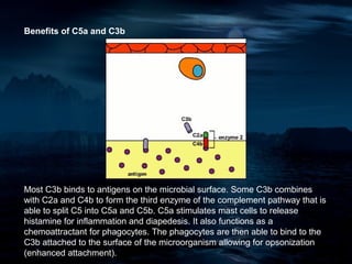 Benefits of C5a and C3b




Most C3b binds to antigens on the microbial surface. Some C3b combines
with C2a and C4b to form the third enzyme of the complement pathway that is
able to split C5 into C5a and C5b. C5a stimulates mast cells to release
histamine for inflammation and diapedesis. It also functions as a
chemoattractant for phagocytes. The phagocytes are then able to bind to the
C3b attached to the surface of the microorganism allowing for opsonization
(enhanced attachment).
 