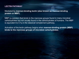 LECTIN PATHWAY

Mediated by mannan-binding lectin (also known as mannan-binding
protein or MBP).

MBP is a protein that binds to the mannose groups found in many microbial
carbohydrates but not usually found in the carbohydrates of humans. The MBP
is equivalent to C1q in the classical complement pathway.

Activation of the lectin pathway begins when mannan-binding protein (MBP)
binds to the mannose groups of microbial carbohydrates.
 