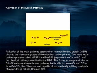 Activation of the Lectin Pathway




Activation of the lectin pathway begins when mannan-binding protein (MBP)
binds to the mannose groups of the microbial carbohydrates. Two more lectin
pathway proteins called MASP1 and MASP2 (equivalent to C1r and C1s of
the classical pathway) now bind to the MBP. This forms an enzyme similar to
C1 of the classical complement pathway that is able to cleave C4 and C2 to
form C4bC2a, the C3 convertase capable of enzymatically splitting hundreds
of molecules of C3 into C3a and C3b.
 