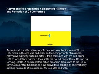 Activation of the Alternative Complement Pathway
and Formation of C3 Convertase




Activation of the alternative complement pathway begins when C3b (or
C3i) binds to the cell wall and other surface components of microbes.
Alternative pathway protein Factor B then combines with the cell-bound
C3b to form C3bB. Factor D then splits the bound Factor B into Bb and Ba,
forming C3bBb. A serum protein called properdin then binds to the Bb to
form C3bBbP that functions as a C3 convertase capable of enzymatically
splitting hundreds of molecules of C3 into C3a and C3b.
 