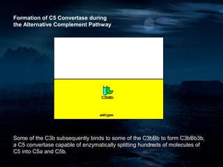 Formation of C5 Convertase during
the Alternative Complement Pathway




Some of the C3b subsequently binds to some of the C3bBb to form C3bBb3b,
a C5 convertase capable of enzymatically splitting hundreds of molecules of
C5 into C5a and C5b.
 