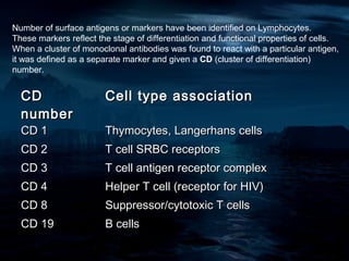 Number of surface antigens or markers have been identified on Lymphocytes.
These markers reflect the stage of differentiation and functional properties of cells.
When a cluster of monoclonal antibodies was found to react with a particular antigen,
it was defined as a separate marker and given a CD (cluster of differentiation)
number.


  CD                    Cell type association
  number
  CD 1                  Thymocytes, Langerhans cells
  CD 2                  T cell SRBC receptors
  CD 3                  T cell antigen receptor complex
  CD 4                  Helper T cell (receptor for HIV)
  CD 8                  Suppressor/cytotoxic T cells
  CD 19                 B cells
 