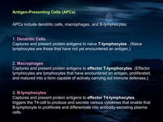 Antigen-Presenting Cells (APCs)


APCs include dendritic cells, macrophages, and B-lymphocytes.


1. Dendritic Cells
Captures and present protein antigens to naive T-lymphocytes . (Naive
lymphocytes are those that have not yet encountered an antigen.)


2. Macrophages
Captures and present protein antigens to effector T-lymphocytes. (Effector
lymphocytes are lymphocytes that have encountered an antigen, proliferated,
and matured into a form capable of actively carrying out immune defenses.)


3. B-lymphocytes
Captures and present protein antigens to effector T4-lymphocytes.
triggers the T4-cell to produce and secrete various cytokines that enable that
B-lymphocyte to proliferate and differentiate into antibody-secreting plasma
cells.
 
