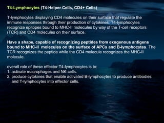 T4-Lymphocytes (T4-Helper Cells, CD4+ Cells)

T-lymphocytes displaying CD4 molecules on their surface that regulate the
immune responses through their production of cytokines. T4-lymphocytes
recognize epitopes bound to MHC-II molecules by way of the T-cell receptors
(TCR) and CD4 molecules on their surface.

Have a shape, capable of recognizing peptides from exogenous antigens
bound to MHC-II molecules on the surface of APCs and B-lymphocytes. The
TCR recognizes the peptide while the CD4 molecule recognizes the MHC-II
molecule.

overall role of these effector T4-lymphocytes is to:
1. activate macrophages and NK cells.
2. produce cytokines that enable activated B-lymphocytes to produce antibodies
   and T-lymphocytes into effector cells.
 