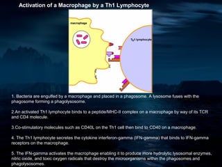 Activation of a Macrophage by a Th1 Lymphocyte




1. Bacteria are engulfed by a macrophage and placed in a phagosome. A lysosome fuses with the
phagosome forming a phagolysosome.

2.An activated Th1 lymphocyte binds to a peptide/MHC-II complex on a macrophage by way of its TCR
and CD4 molecule.

3.Co-stimulatory molecules such as CD40L on the Th1 cell then bind to CD40 on a macrophage.

4. The Th1 lymphocyte secretes the cytokine interferon-gamma (IFN-gamma) that binds to IFN-gamma
receptors on the macrophage.

5. The IFN-gamma activates the macrophage enabling it to produce more hydrolytic lysosomal enzymes,
nitric oxide, and toxic oxygen radicals that destroy the microorganisms within the phagosomes and
phagolysosomes.
 