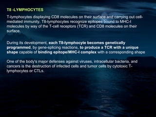 T8 -LYMPHOCYTES
T-lymphocytes displaying CD8 molecules on their surface and carrying out cell-
mediated immunity. T8-lymphocytes recognize epitopes bound to MHC-I
molecules by way of the T-cell receptors (TCR) and CD8 molecules on their
surface.


During its development, each T8-lymphocyte becomes genetically
programmed, by gene-splicing reactions, to produce a TCR with a unique
shape capable of binding epitope/MHC-I complex with a corresponding shape

One of the body's major defenses against viruses, intracellular bacteria, and
cancers is the destruction of infected cells and tumor cells by cytotoxic T-
lymphocytes or CTLs.
 