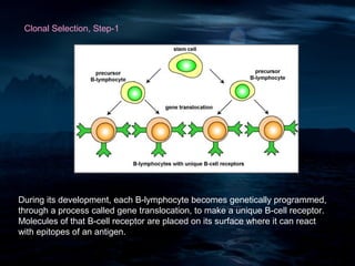 Clonal Selection, Step-1




During its development, each B-lymphocyte becomes genetically programmed,
through a process called gene translocation, to make a unique B-cell receptor.
Molecules of that B-cell receptor are placed on its surface where it can react
with epitopes of an antigen.
 
