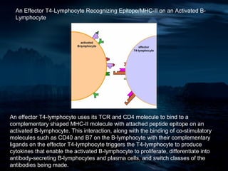An Effector T4-Lymphocyte Recognizing Epitope/MHC-II on an Activated B-
  Lymphocyte




An effector T4-lymphocyte uses its TCR and CD4 molecule to bind to a
complementary shaped MHC-II molecule with attached peptide epitope on an
activated B-lymphocyte. This interaction, along with the binding of co-stimulatory
molecules such as CD40 and B7 on the B-lymphocyte with their complementary
ligands on the effector T4-lymphocyte triggers the T4-lymphocyte to produce
cytokines that enable the activated B-lymphocyte to proliferate, differentiate into
antibody-secreting B-lymphocytes and plasma cells, and switch classes of the
antibodies being made.
 