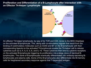 Proliferation and Differentiation of a B-Lymphocyte after Interaction with
an Effector T4-Helper Lymphocyte




An effector T4-helper lymphocyte, by way of its TCR and CD4, binds to the MHC-II/epitope
on the activated B-lymphocyte. This, along with co-stimulatory signals that result from the
binding of costimulatory molecules such as CD40 and B7 on the B-lymphocyte with their
corresponding ligands on the activated T4-lymphocyte enable the T4-helper cell to release
cytokines such as IL-4, IL-5, IL-6, and IL-10. These cytokines then bind to cytokine receptors
on the activated B-lymphocyte triggering its proliferation into a large clone of identical B-
lymphocytes. The clone of B-lymphocytes eventually differentiates into antibody-secreting B-
lymphocytes and plasma cells. Some of the B-lymphocytes also differentiate into B-memory
cells for heightened secondary response against that T-dependent antigen.
 