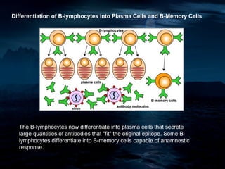 Differentiation of B-lymphocytes into Plasma Cells and B-Memory Cells




  The B-lymphocytes now differentiate into plasma cells that secrete
  large quantities of antibodies that "fit" the original epitope. Some B-
  lymphocytes differentiate into B-memory cells capable of anamnestic
  response.
 