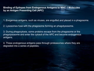 Binding of Epitopes from Endogenous Antigens to MHC- I Molecules
by an Antigen Presenting Cell (APC)



1. Exogenous antigens, such as viruses, are engulfed and placed in a phagosome.

2. Lysosomes fuse with the phagosome forming an phagolysosome.

3. During phagocytosis, some proteins escape from the phagosome or the
phagolysosome and enter the cytosol of the APC and become endogenous
antigens.

4. These endogenous antigens pass through proteasomes where they are
degraded into a series of peptides.
 